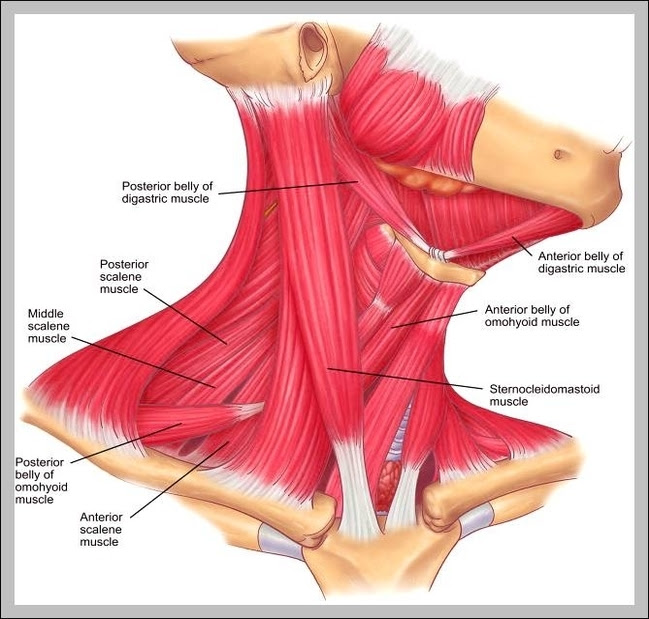 Neck, chest & back muscles. Muscle Page 2 Graph Diagram