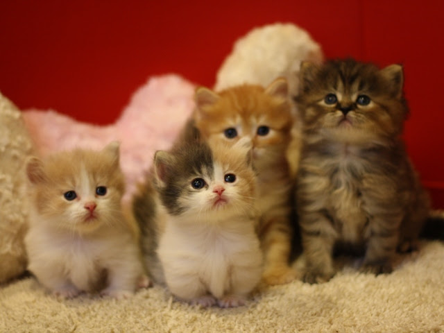 無料ダウンロードマンチカン 子猫 マンチカン 壁紙 最高の花の画像