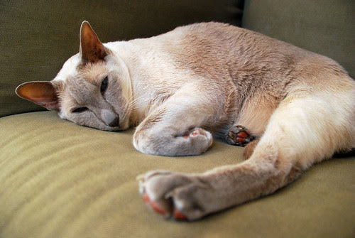 Blue Point Male Siamese Cat