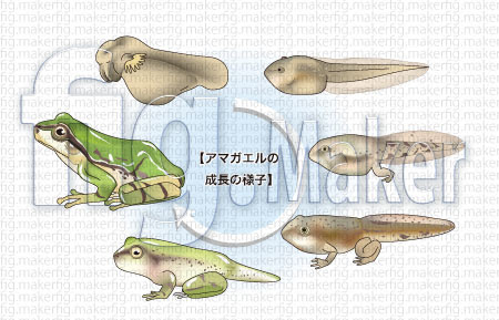 100以上 おたまじゃくし イラスト リアル