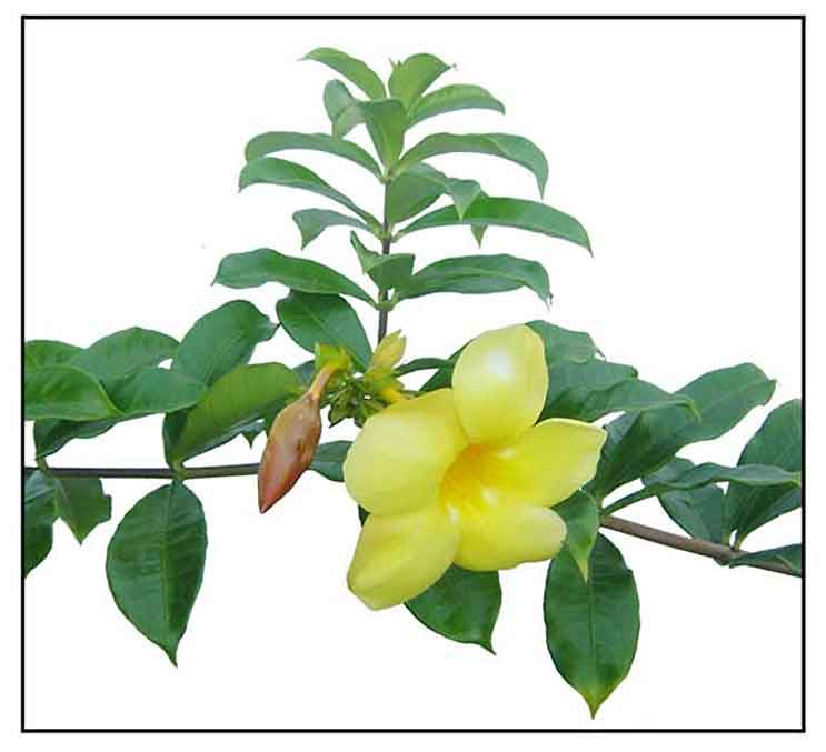 Check spelling or type a new query. Kampanilya Allamanda Cathartica Yellow Bell Philippine Herbal Medicine Medicinal Herbs Stuartxchange