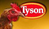 Photo showing Tyson Chickens logo with live chicken in foreground