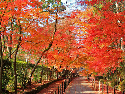 √完了しました！ 壁紙 和風 紅葉 166318-壁紙 和風 紅葉