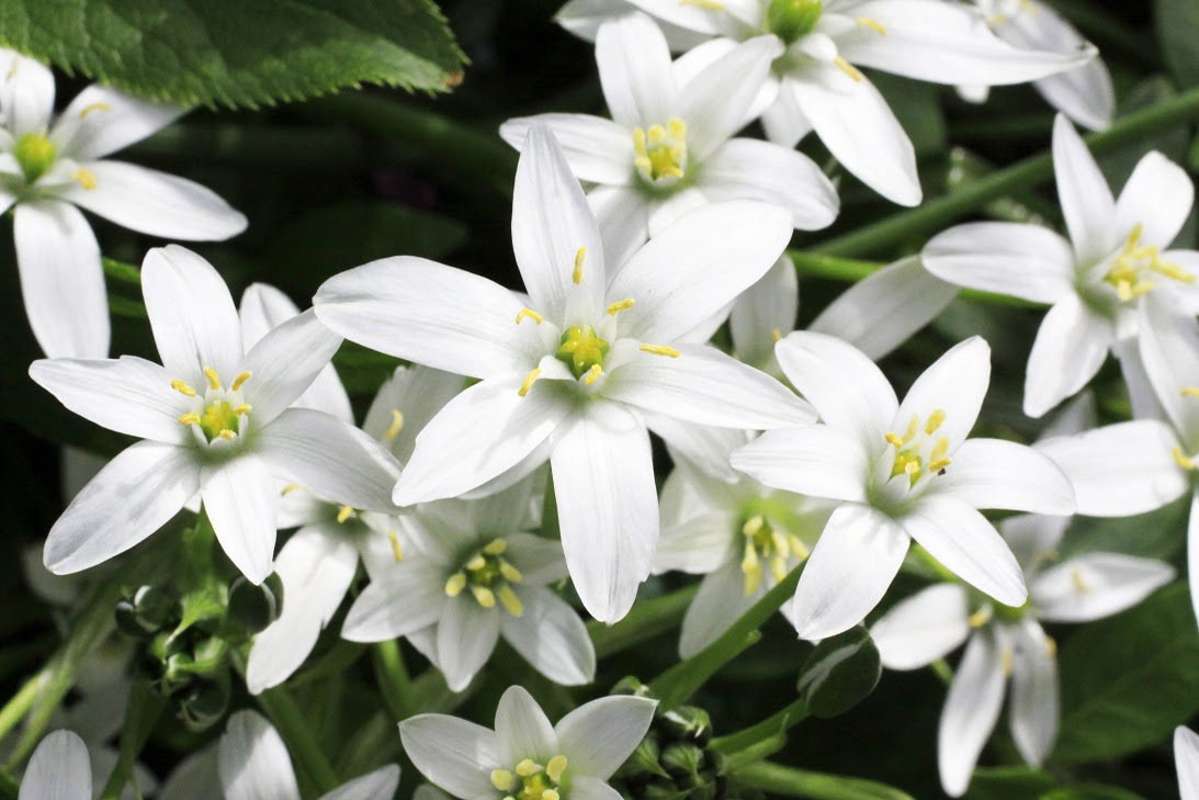 エレガントオーニソガラム 花 言葉 すべての美しい花の画像