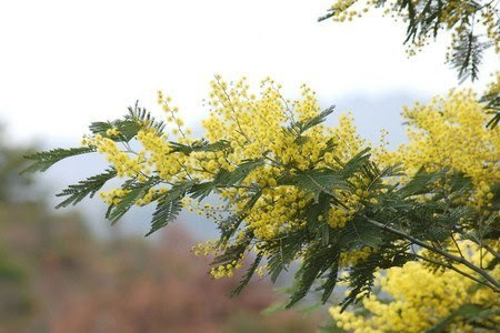すべての花の画像 ユニークアカシア 種類