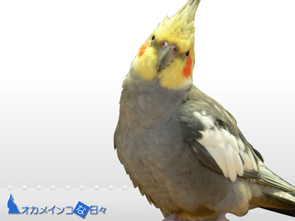 上オカメインコ 壁紙 最高の壁紙コレクション