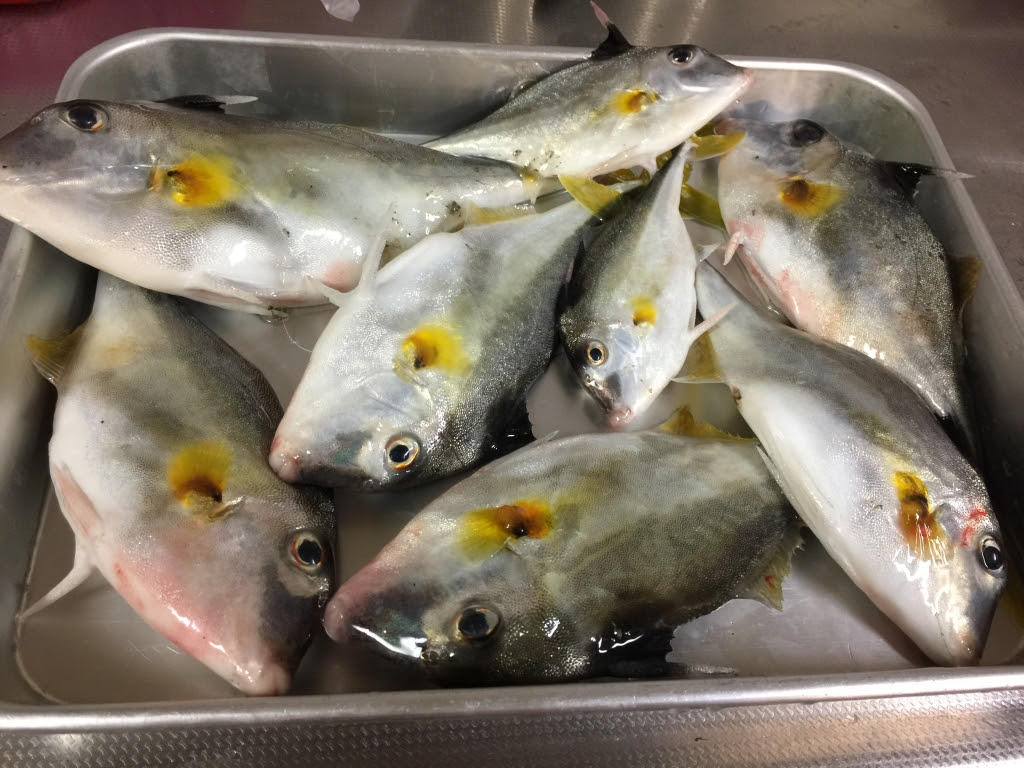 最新のhd魚 ギマ すべての魚の画像