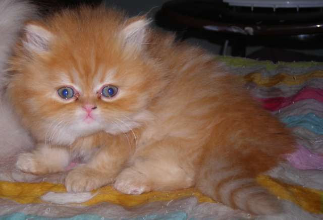Chat Persan Roux Et Blanc
