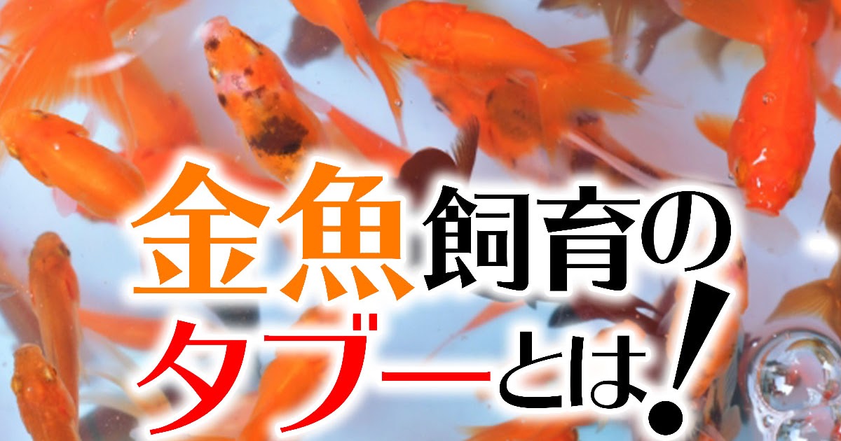 金魚 水面 パクパク 対処