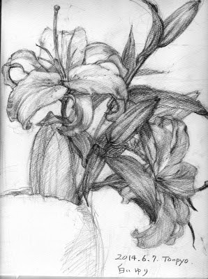 ベスト50 花 デッサン 最高の花の画像