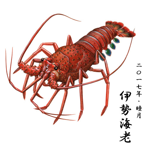 無料ダウンロード 伊勢 海老 イラスト かわいいフリー素材集 いらすとや