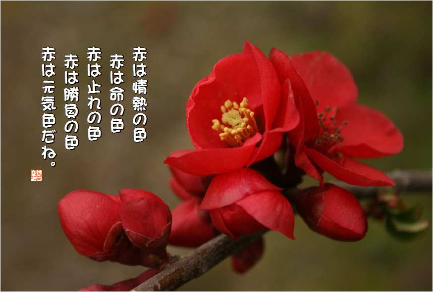 無料ダウンロード木瓜 花 言葉 美しい花の画像