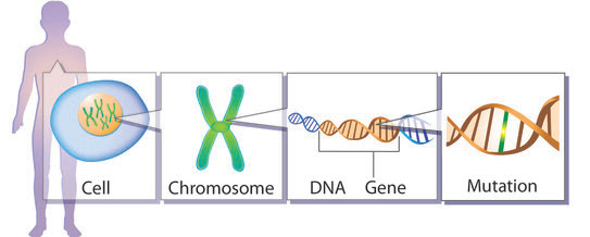 Genetic mutation cartoon