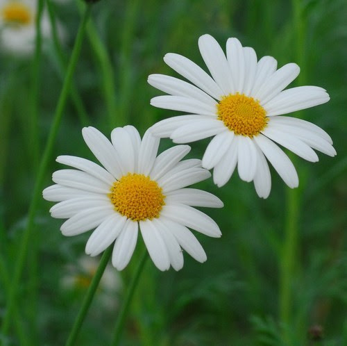 ベスト2 月 1 日 誕生 花 すべての美しい花の画像