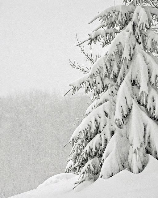 Still Snowing ... http://www.pinterest.com/gewoonik/flowers/