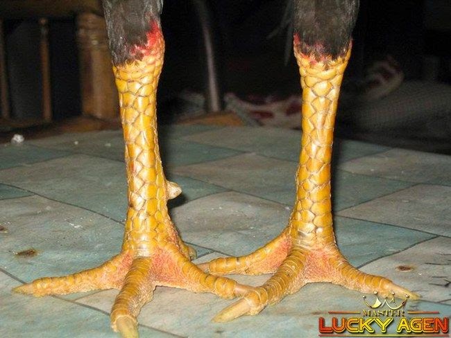 Bentuk Dan Model Kaki Ayam Petarung Pukul Saraf/Ko - Ayam ...