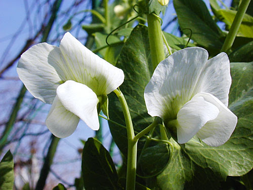 美しい花の画像 心に強く訴えるえん どう 花
