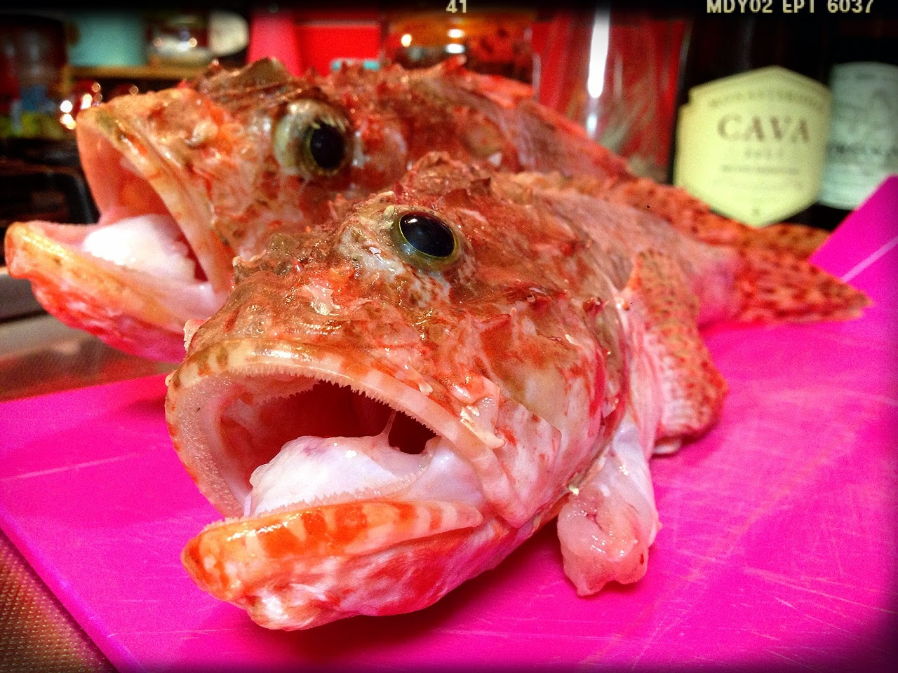エレガントカサゴ ヒレ酒 魚のすべて