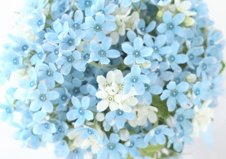 上 壁紙 ブルー スター 花 画像
