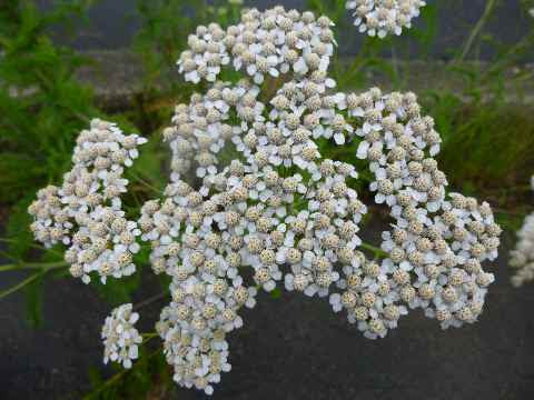 完了しました 伊吹 花 言葉