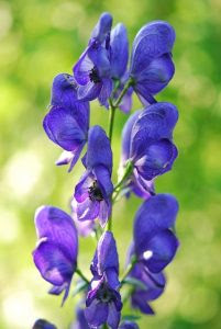 ベスト50 トリカブト 花言葉 すべての美しい花の画像