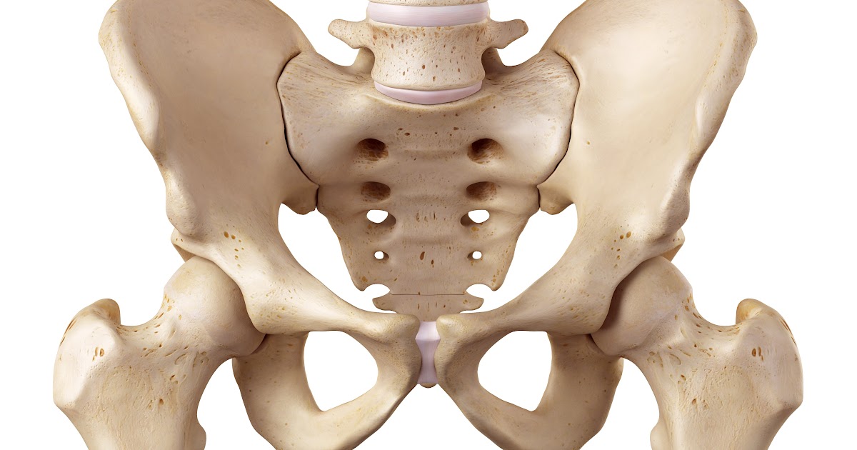 Diagram Of Hip.and Back.muscles / The Iliopsoas muscles ...