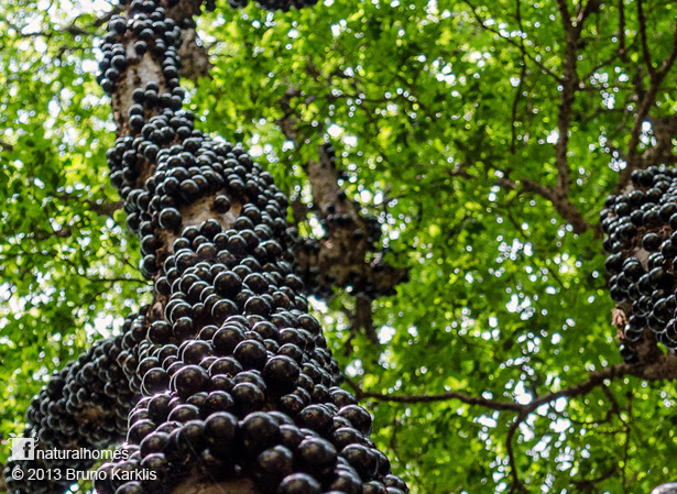 The jabuticaba is a tree that grows in the southern provinces of brazil. The Jabuticaba A Grape Like Fruit From South America