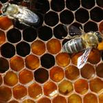 Bee Gold: Honey as a Superfood