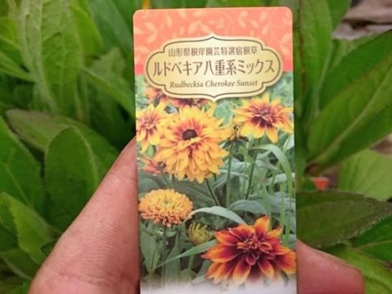最高かつ最も包括的なルドベキア 種 最高の花の画像
