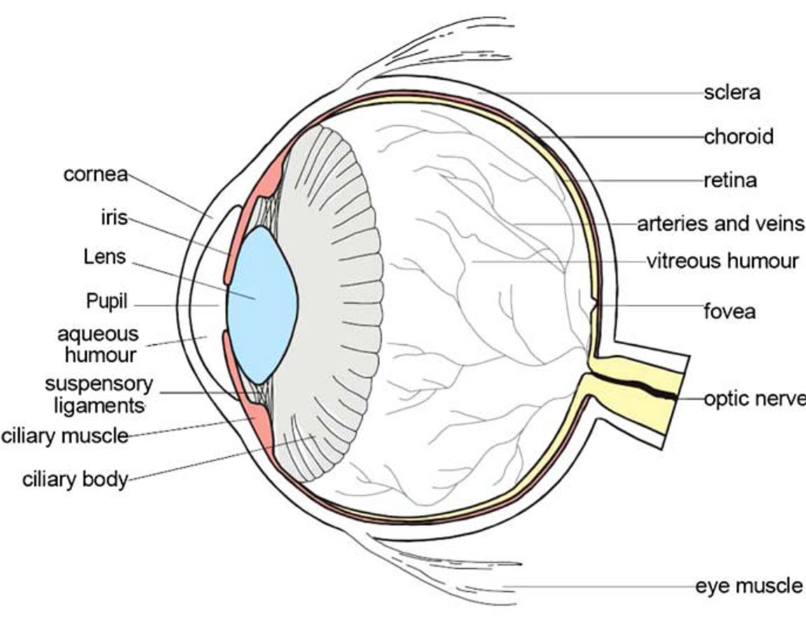 They are defined by genetic mutations or markers found in molecular testing of chromosomes and mtdna. Diagram Balnk Eye Diagram To Label Full Version Hd Quality To Label Aidiagram Casale Giancesare It