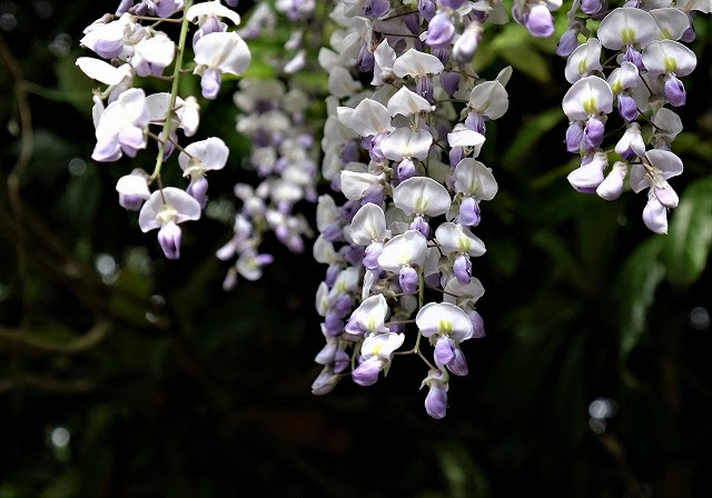 ベスト50 花 言葉 歓迎 最高の花の画像