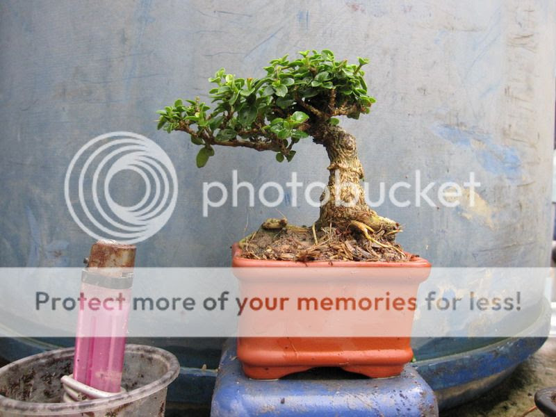  photo IMG_2644_zpsf3e1b2cc.jpg