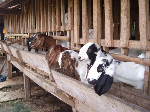 Usaha ''beternak Kambing'' ~ Informasi Peluang Bisnis ...