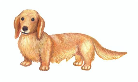 無料でダウンロード ダックス イラスト ゆるい Freemuryowspdzj