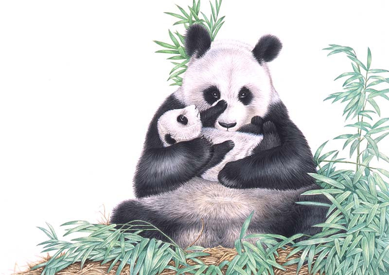 ぜいたくリアル 動物 パンダ イラスト 無料イラスト集