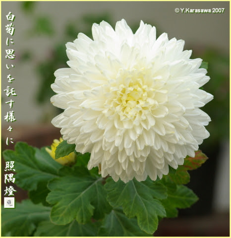 美しい花の画像 ベスト50 きく 花 言葉