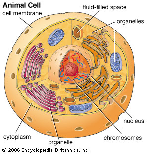 What cell organelle has its own dna? Bio1 Animal And Plant Cells Fawe E Learning Platform