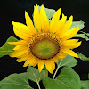 Bunga Matahari Hitam : Gambar Bunga Matahari Animasi Hitam Putih / Bunga matahari atau biasa disebut sunflower tidak hanya memiliki bentuk mirip dengan matahari, tetapi pertumbuhannya juga sangat bergantung pada intensitas sinar matahari.