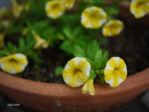 最高かつ最も包括的なレモンスライス 花 最高の花の画像