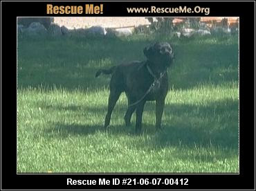 Search for dogs for adoption at shelters near ogden, ut. Utah Dog Rescue Adoptions Rescue Me