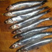 Olympiakos fans are called gavro beacause they from pireas a port just outside of athens witch means fish. Fried Anchovies With Sauce Gavros Tiganitos Recipe