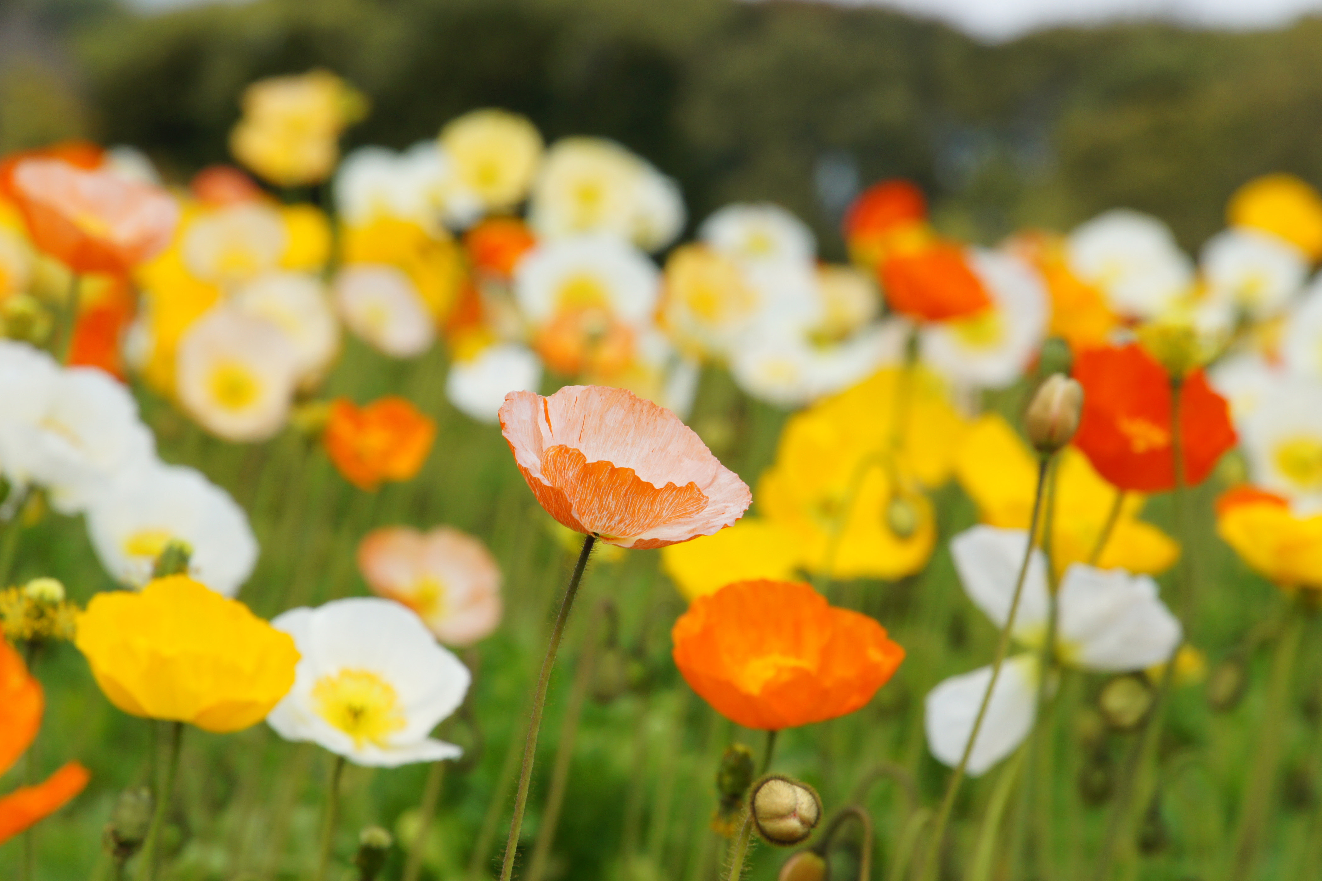 すべての花の画像 無料ダウンロードポピー 花言葉