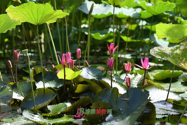 三水荷花世界