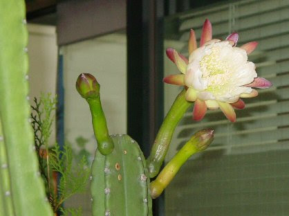 美しい花の画像 トップ100 柱 サボテン 花
