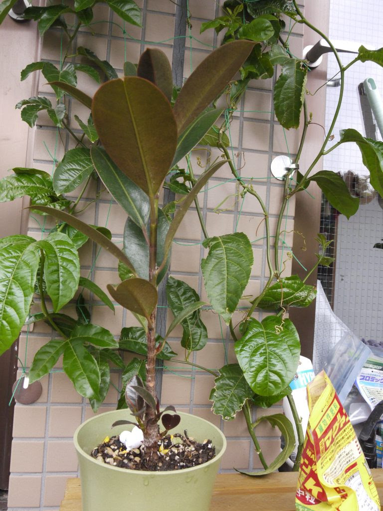 すべての美しい花の画像 ベスト100均 観葉植物 大きくなる