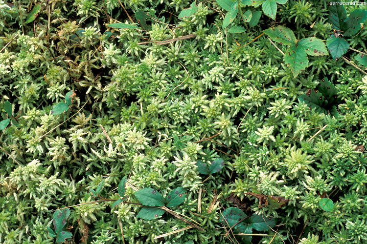 Add live pieces of moss on top of the medium. The Carnivorous Plant Faq About Sphagnum