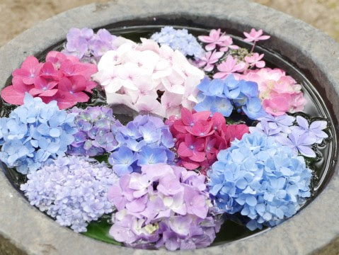 最高のイラスト画像 ユニーク紫陽花 写真 フリー