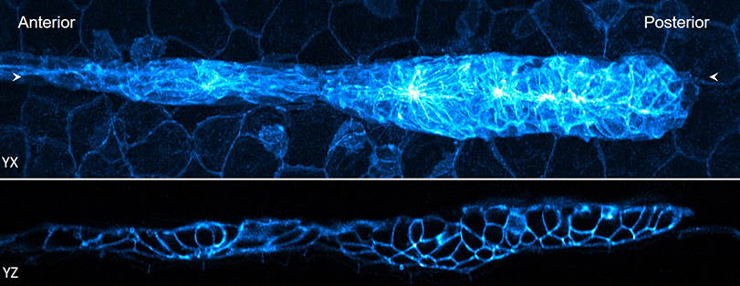 blue glowing zebrafish