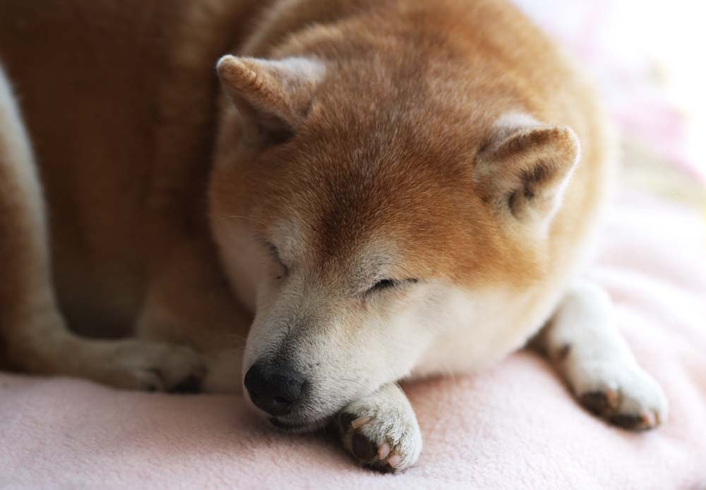 綺麗な犬 フリー 写真 イラスト画像