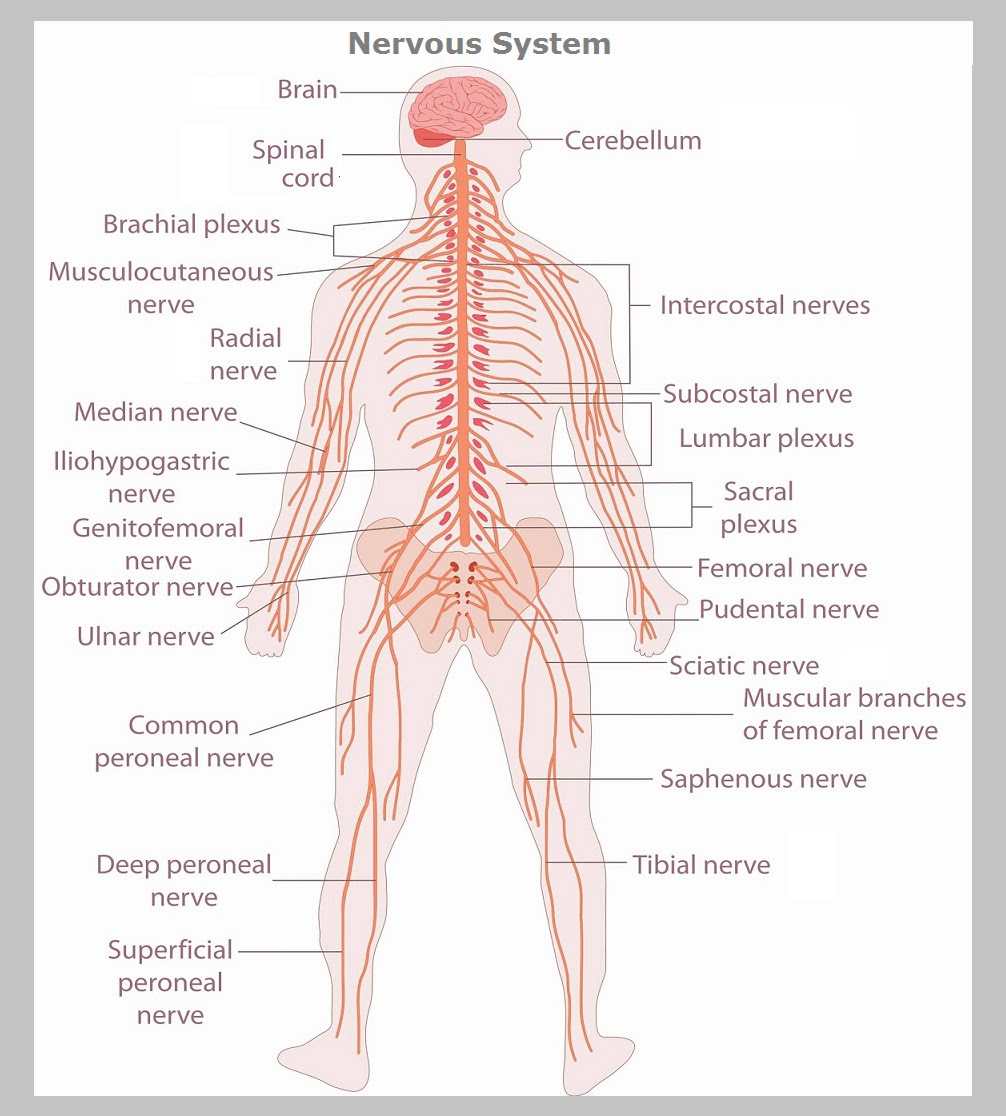 The peripheral nervous system includes 12 pairs of cranial nerves arising from the brain and 31 the organs receive both sympathetic and parasympathetic nerves. Nervous System Graph Diagram
